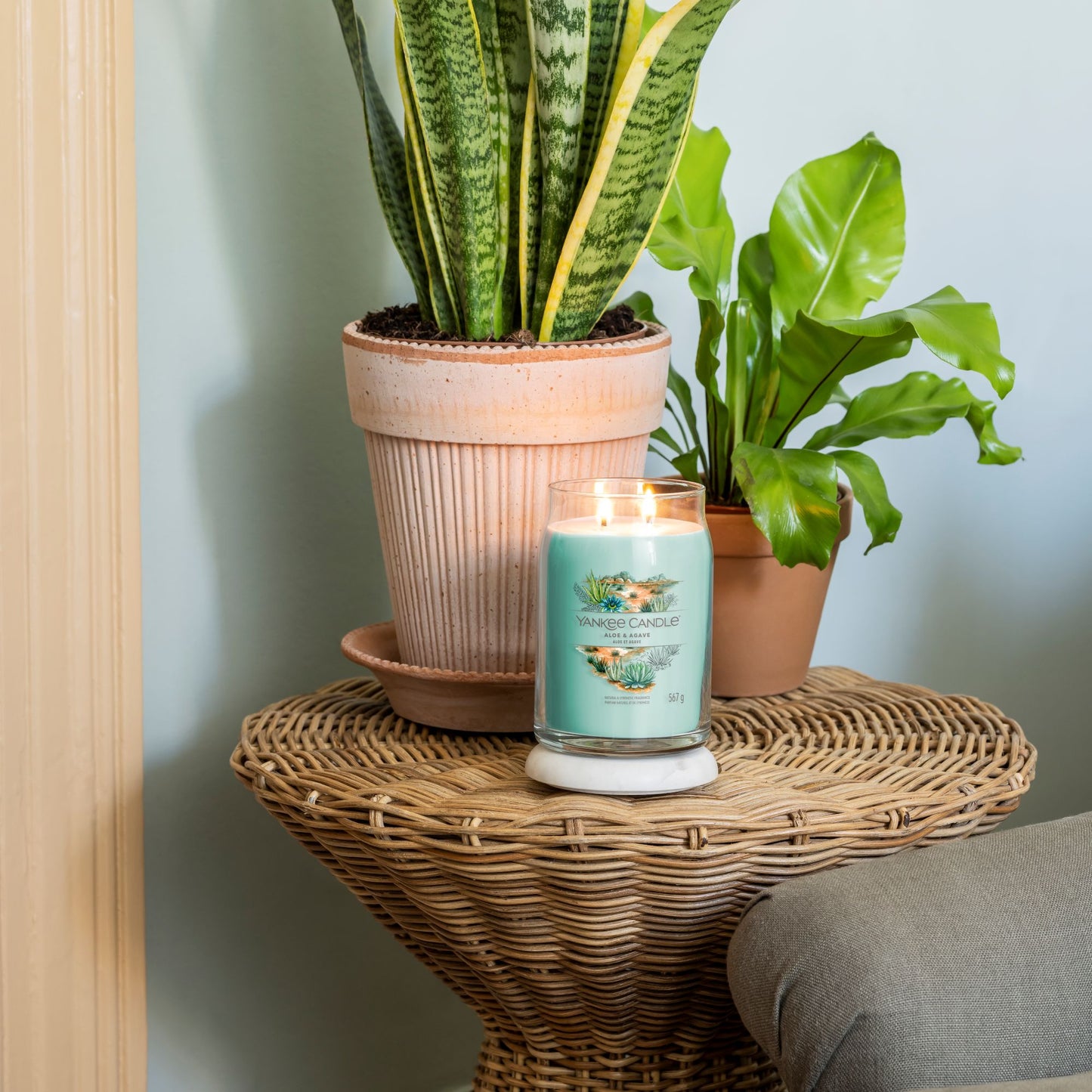 Aloe & Agave