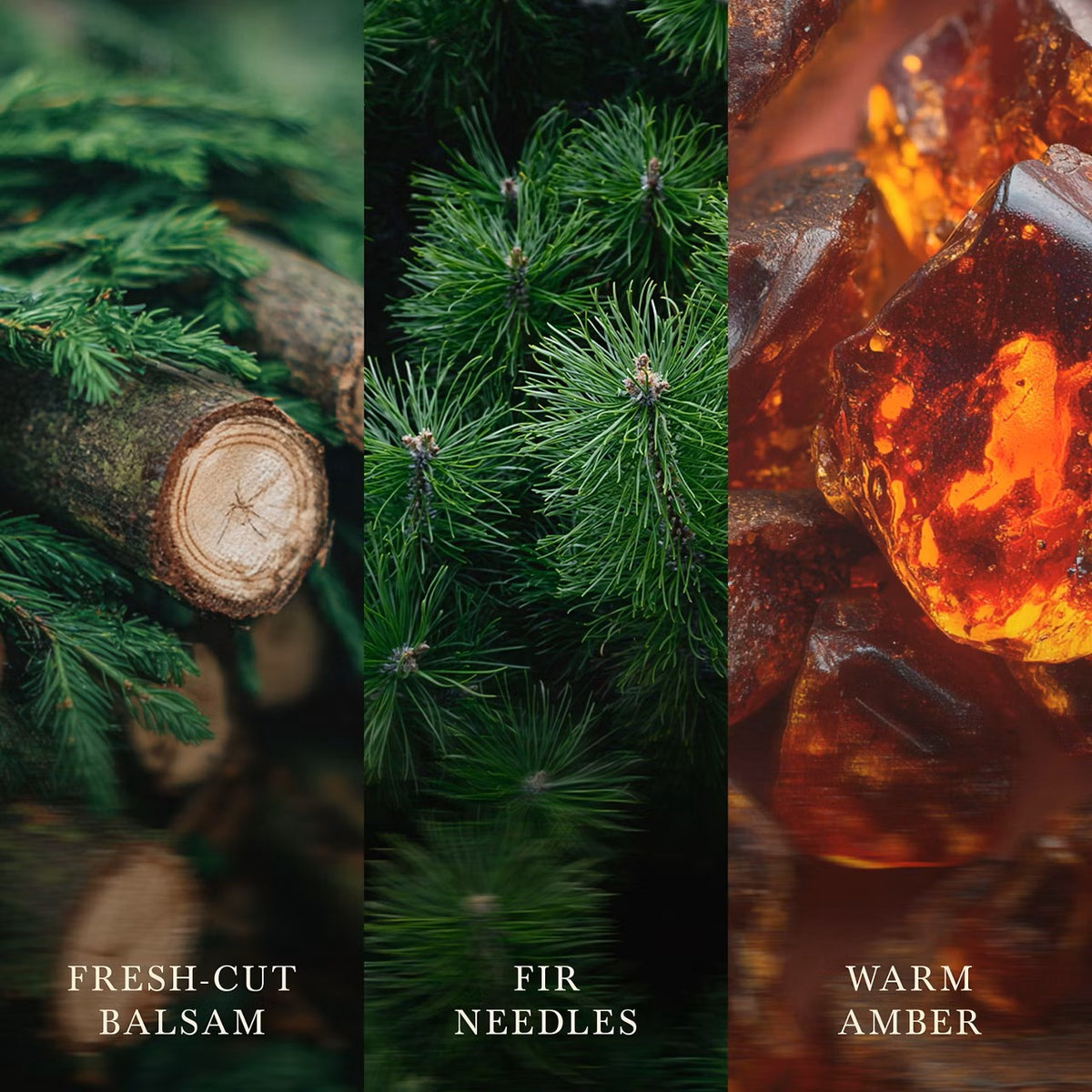 Frasier Fir