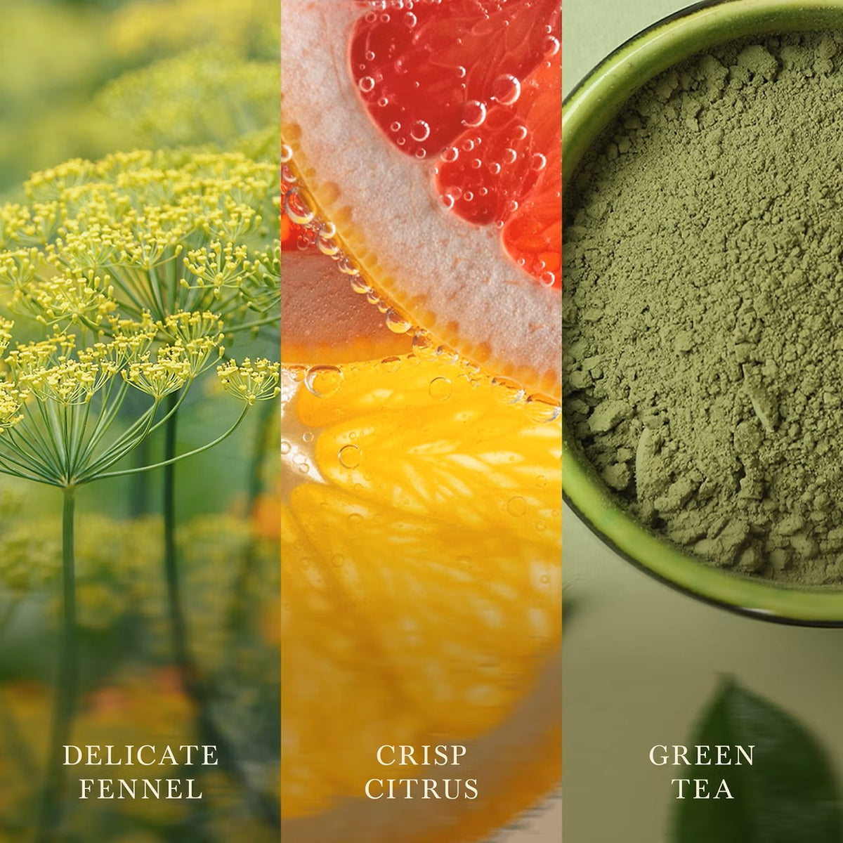 Matcha Zest
